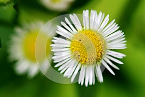 Details of daisy flower