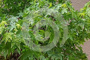Details of decorative maple tree with new leaf