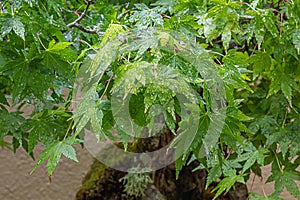 Details of decorative maple tree with new leaf growth