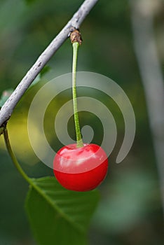 Details of deeply colored red cherries hanging from the branch