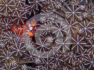 Details of delicate sea coral