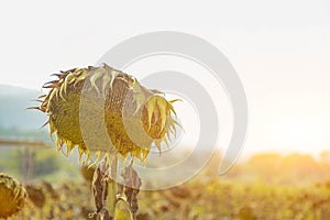 Details of dried sunflower on a sunflower field in the Chiang Mai plain Thailand