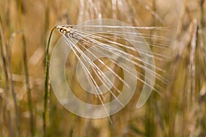 Details of ear of cereals