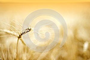 Details of ear of wheat photo