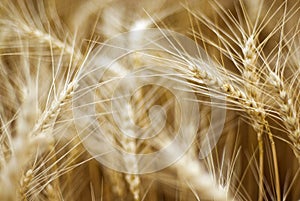 Details of ears of wheat