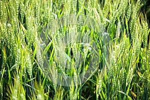 Details of ears of wheat or malt, in a field, with reflections of yellow and green sun.