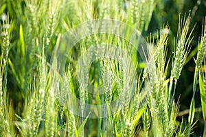 Details of ears of wheat or malt, in a field, with reflections of yellow and green sun.