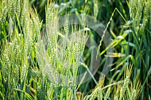 details of ears of wheat or malt, in a field, with reflections of yellow and green sun.