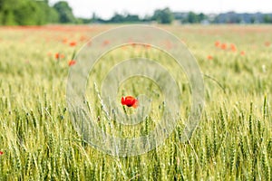 Details of ears of wheat or malt, with red poppy, in a field, with reflections of yellow and green sun. photo