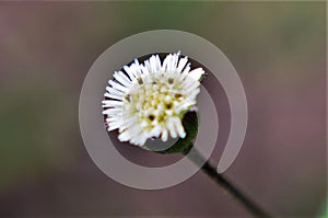 Details of the Eclipta alba flower