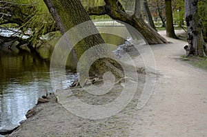 Details of the edge of the pond with paved banks flat stones. curved shape. the path is lined with weeping willows and the sluice