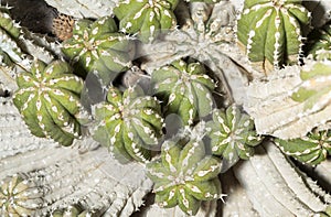 Details of a Euphorbia officinarum succulent plant photo