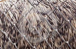 details of feather emus feathers