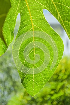 Details a fig leaf on a tree in a garden