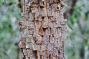Details of the fire resistant bark of an exotic topical tree at the buraco das aras photo
