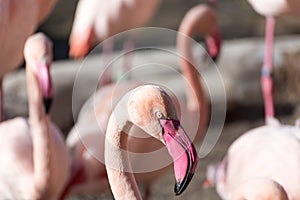 Details of flamingo in zoo