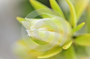 Details of the flower bud of Pereskia aculeata and its subtle beauty