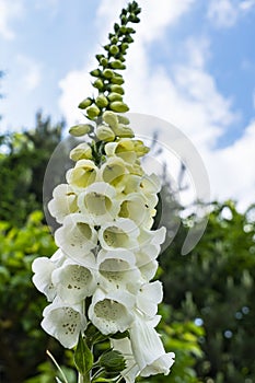 Details of a flower stem of a white common foxglove or Digitalis purpurea in a beautiful garden near the village of Harkstede in G