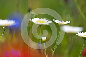 Details of flowery meadow in summertime