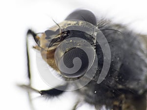 Details of a fly