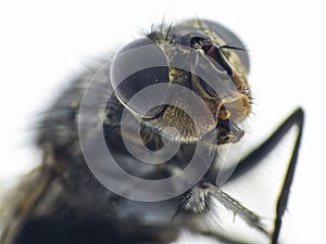 Details of a fly