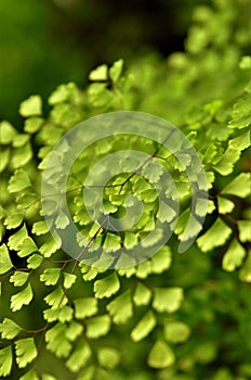 Details of the foliage of Adiantum capillus-veneris photo