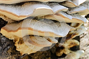 Details of Fungus Bjerkandera fumosa on old trunk