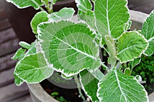 Details of garden kale (Brassica oleraceae) leaves in vase