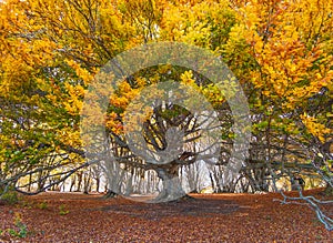 Details of giant beech tree in the secular Canfaito forest during autumn day of November