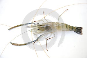 Details of giant freshwater prawn closeup