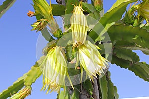 Details giant San Pedro cactus flowers in blue sky
