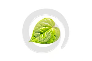 Details of a green betel leaf isolated on the white background.