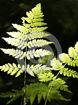 Details of green fern