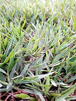 Details of green grass in