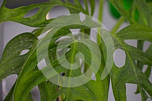 Details of a green house plant