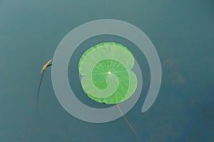 Details of green lotus leaves over water.