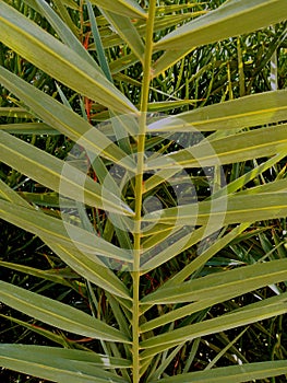 Details of green plant branch