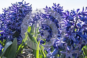 Details of a group of wonderfully scented, dark blue hyacinths