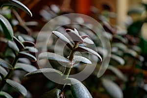 details of healthy bright green crassula ovata succulent jade plant lucky money tree indoor bonsai garden