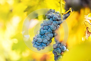 Details of healthy red grapes on vineyard. autumn landscape with ripe grapes ready for wine