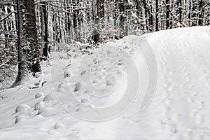 Details of a hikking trail in the snowy woods