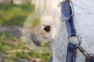 A details of horses with backlighting in the meadow photo