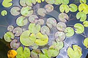 The details of huge lotus leafs over water