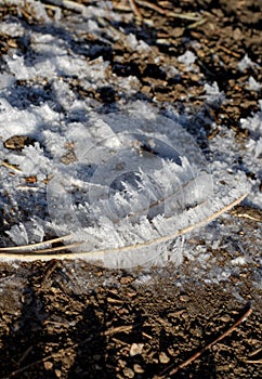 Ice Crystal Details on Sticks