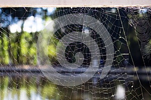 Details of illuminated spider web