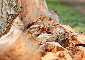 Details of the inside of a fallen tree