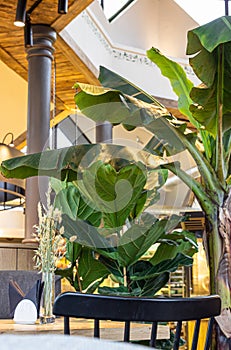 Details of the interior of modern cafe or coffee house with tropical plants, wooden tables, chairs and wheat ears in glass vase.