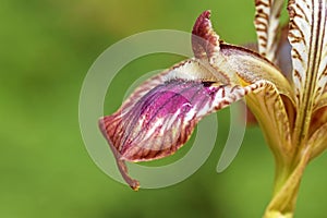 Details of Iris meda flower petal