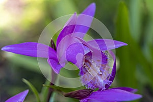 Details of an isolated purple-pink garden orchid Pleione formosana