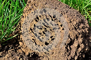 Details of the Isoptera nest opened in the field photo